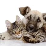 Ensuring the Health of Your Pet Friend: The Essential Function of Frequent Veterinary Visits