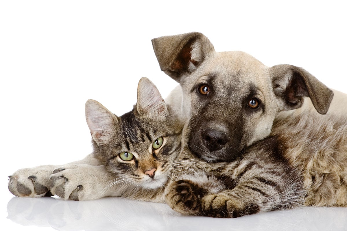 Ensuring the Health of Your Pet Friend: The Essential Function of Frequent Veterinary Visits